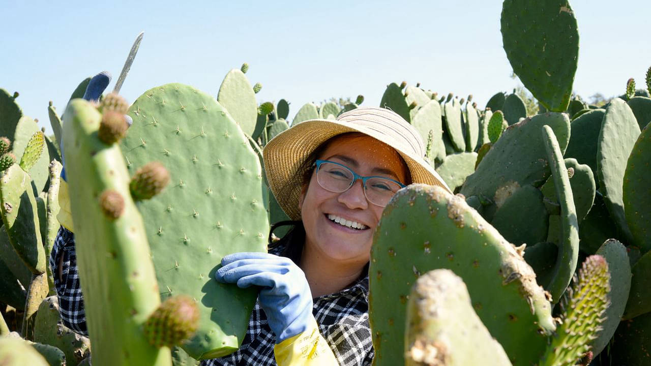 360° Reportage - Cactus, l’or vert du Mexique
